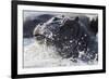 Hippopotamus (Hippopotamus amphibius) splashing, Chobe River, Botswana, Africa-Ann and Steve Toon-Framed Photographic Print