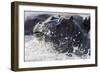 Hippopotamus (Hippopotamus amphibius) splashing, Chobe River, Botswana, Africa-Ann and Steve Toon-Framed Photographic Print