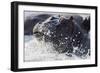 Hippopotamus (Hippopotamus amphibius) splashing, Chobe River, Botswana, Africa-Ann and Steve Toon-Framed Photographic Print