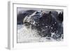 Hippopotamus (Hippopotamus amphibius) splashing, Chobe River, Botswana, Africa-Ann and Steve Toon-Framed Photographic Print