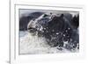 Hippopotamus (Hippopotamus amphibius) splashing, Chobe River, Botswana, Africa-Ann and Steve Toon-Framed Photographic Print