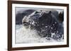 Hippopotamus (Hippopotamus amphibius) splashing, Chobe River, Botswana, Africa-Ann and Steve Toon-Framed Photographic Print