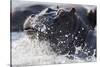 Hippopotamus (Hippopotamus amphibius) splashing, Chobe River, Botswana, Africa-Ann and Steve Toon-Stretched Canvas