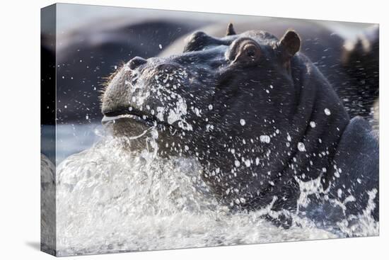 Hippopotamus (Hippopotamus amphibius) splashing, Chobe River, Botswana, Africa-Ann and Steve Toon-Stretched Canvas
