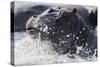 Hippopotamus (Hippopotamus amphibius) splashing, Chobe River, Botswana, Africa-Ann and Steve Toon-Stretched Canvas