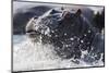 Hippopotamus (Hippopotamus amphibius) splashing, Chobe River, Botswana, Africa-Ann and Steve Toon-Mounted Photographic Print