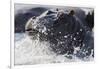 Hippopotamus (Hippopotamus amphibius) splashing, Chobe River, Botswana, Africa-Ann and Steve Toon-Framed Photographic Print