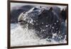 Hippopotamus (Hippopotamus amphibius) splashing, Chobe River, Botswana, Africa-Ann and Steve Toon-Framed Photographic Print