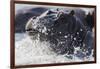 Hippopotamus (Hippopotamus amphibius) splashing, Chobe River, Botswana, Africa-Ann and Steve Toon-Framed Photographic Print