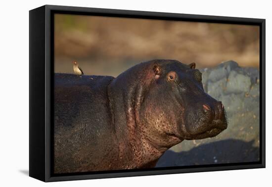 Hippopotamus (Hippopotamus Amphibius) with a Red-Billed Oxpecker (Buphagus Erythrorhynchus)-James Hager-Framed Stretched Canvas