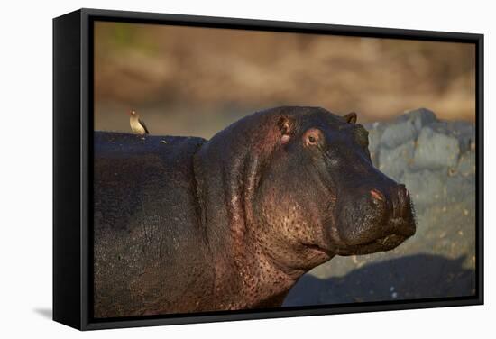 Hippopotamus (Hippopotamus Amphibius) with a Red-Billed Oxpecker (Buphagus Erythrorhynchus)-James Hager-Framed Stretched Canvas