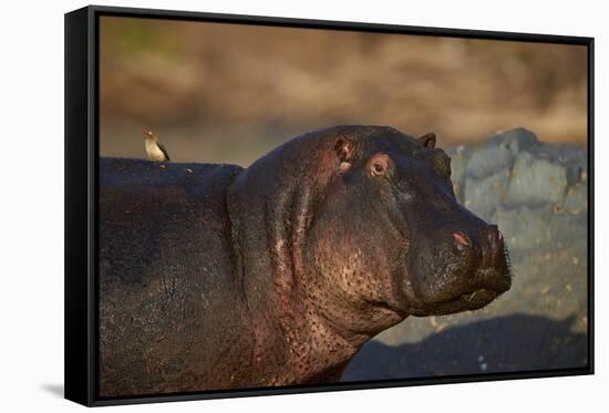 Hippopotamus (Hippopotamus Amphibius) with a Red-Billed Oxpecker (Buphagus Erythrorhynchus)-James Hager-Framed Stretched Canvas