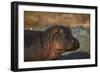 Hippopotamus (Hippopotamus Amphibius) with a Red-Billed Oxpecker (Buphagus Erythrorhynchus)-James Hager-Framed Photographic Print