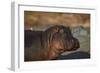 Hippopotamus (Hippopotamus Amphibius) with a Red-Billed Oxpecker (Buphagus Erythrorhynchus)-James Hager-Framed Photographic Print