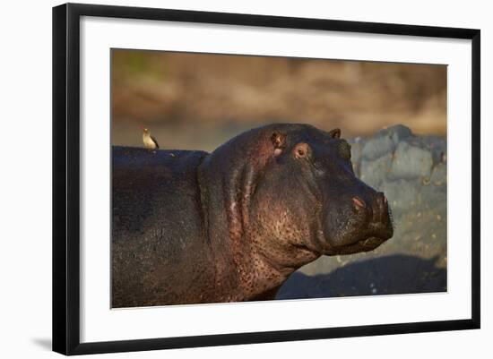 Hippopotamus (Hippopotamus Amphibius) with a Red-Billed Oxpecker (Buphagus Erythrorhynchus)-James Hager-Framed Photographic Print