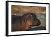 Hippopotamus (Hippopotamus Amphibius) with a Red-Billed Oxpecker (Buphagus Erythrorhynchus)-James Hager-Framed Photographic Print