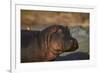 Hippopotamus (Hippopotamus Amphibius) with a Red-Billed Oxpecker (Buphagus Erythrorhynchus)-James Hager-Framed Photographic Print