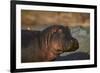 Hippopotamus (Hippopotamus Amphibius) with a Red-Billed Oxpecker (Buphagus Erythrorhynchus)-James Hager-Framed Photographic Print