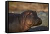 Hippopotamus (Hippopotamus Amphibius) with a Red-Billed Oxpecker (Buphagus Erythrorhynchus)-James Hager-Framed Stretched Canvas