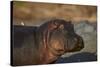 Hippopotamus (Hippopotamus Amphibius) with a Red-Billed Oxpecker (Buphagus Erythrorhynchus)-James Hager-Stretched Canvas