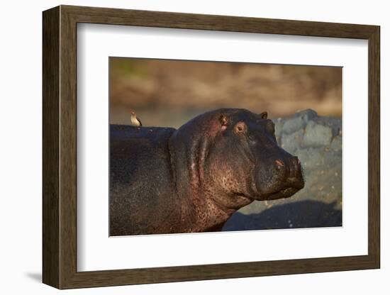 Hippopotamus (Hippopotamus Amphibius) with a Red-Billed Oxpecker (Buphagus Erythrorhynchus)-James Hager-Framed Photographic Print