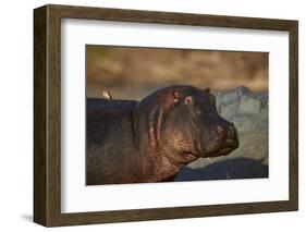 Hippopotamus (Hippopotamus Amphibius) with a Red-Billed Oxpecker (Buphagus Erythrorhynchus)-James Hager-Framed Photographic Print