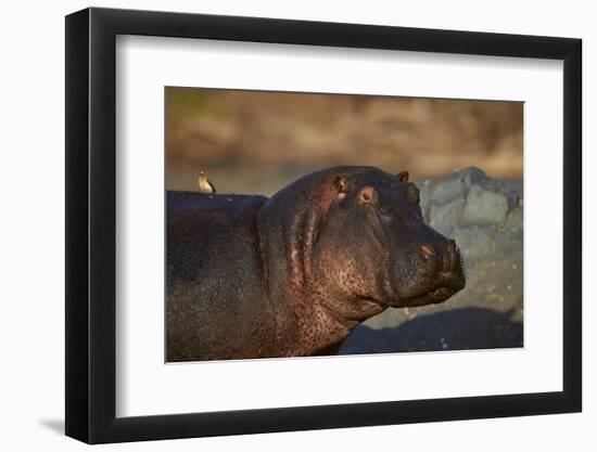 Hippopotamus (Hippopotamus Amphibius) with a Red-Billed Oxpecker (Buphagus Erythrorhynchus)-James Hager-Framed Photographic Print