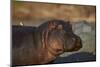 Hippopotamus (Hippopotamus Amphibius) with a Red-Billed Oxpecker (Buphagus Erythrorhynchus)-James Hager-Mounted Premium Photographic Print
