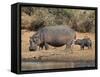 Hippopotamus (Hippopotamus Amphibius) with Calf, Kruger National Park, Mpumalanga, South Africa-Ann & Steve Toon-Framed Stretched Canvas