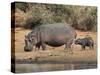 Hippopotamus (Hippopotamus Amphibius) with Calf, Kruger National Park, Mpumalanga, South Africa-Ann & Steve Toon-Stretched Canvas