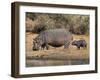 Hippopotamus (Hippopotamus Amphibius) with Calf, Kruger National Park, Mpumalanga, South Africa-Ann & Steve Toon-Framed Photographic Print