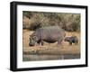 Hippopotamus (Hippopotamus Amphibius) with Calf, Kruger National Park, Mpumalanga, South Africa-Ann & Steve Toon-Framed Photographic Print