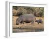 Hippopotamus (Hippopotamus Amphibius) with Calf, Kruger National Park, Mpumalanga, South Africa-Ann & Steve Toon-Framed Photographic Print