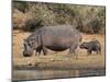 Hippopotamus (Hippopotamus Amphibius) with Calf, Kruger National Park, Mpumalanga, South Africa-Ann & Steve Toon-Mounted Photographic Print