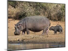 Hippopotamus (Hippopotamus Amphibius) with Calf, Kruger National Park, Mpumalanga, South Africa-Ann & Steve Toon-Mounted Photographic Print