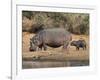 Hippopotamus (Hippopotamus Amphibius) with Calf, Kruger National Park, Mpumalanga, South Africa-Ann & Steve Toon-Framed Photographic Print