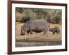 Hippopotamus (Hippopotamus Amphibius) with Calf, Kruger National Park, Mpumalanga, South Africa-Ann & Steve Toon-Framed Photographic Print