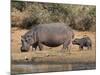 Hippopotamus (Hippopotamus Amphibius) with Calf, Kruger National Park, Mpumalanga, South Africa-Ann & Steve Toon-Mounted Photographic Print