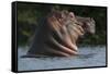 Hippopotamus (Hippopotamus Amphibius) with Head Raised Above Water Surface-Pedro Narra-Framed Stretched Canvas