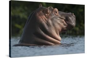 Hippopotamus (Hippopotamus Amphibius) with Head Raised Above Water Surface-Pedro Narra-Stretched Canvas