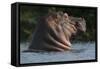 Hippopotamus (Hippopotamus Amphibius) with Head Raised Above Water Surface-Pedro Narra-Framed Stretched Canvas