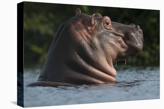 Hippopotamus (Hippopotamus Amphibius) with Head Raised Above Water Surface-Pedro Narra-Stretched Canvas
