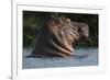 Hippopotamus (Hippopotamus Amphibius) with Head Raised Above Water Surface-Pedro Narra-Framed Photographic Print