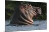 Hippopotamus (Hippopotamus Amphibius) with Head Raised Above Water Surface-Pedro Narra-Mounted Photographic Print