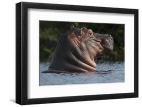Hippopotamus (Hippopotamus Amphibius) with Head Raised Above Water Surface-Pedro Narra-Framed Photographic Print