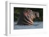 Hippopotamus (Hippopotamus Amphibius) with Head Raised Above Water Surface-Pedro Narra-Framed Photographic Print