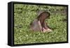 Hippopotamus (Hippopotamus Amphibius) Yawning in the Water, Masai Mara, Kenya, East Africa, Africa-Gabrielle and Michel Therin-Weise-Framed Stretched Canvas