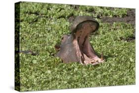 Hippopotamus (Hippopotamus Amphibius) Yawning in the Water, Masai Mara, Kenya, East Africa, Africa-Gabrielle and Michel Therin-Weise-Stretched Canvas