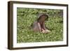 Hippopotamus (Hippopotamus Amphibius) Yawning in the Water, Masai Mara, Kenya, East Africa, Africa-Gabrielle and Michel Therin-Weise-Framed Photographic Print