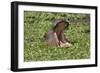 Hippopotamus (Hippopotamus Amphibius) Yawning in the Water, Masai Mara, Kenya, East Africa, Africa-Gabrielle and Michel Therin-Weise-Framed Photographic Print